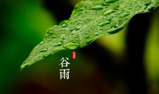 谷雨节气是什么意思 谷雨节气的含义