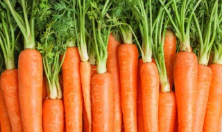 胡萝卜怎么种植方法 如何种植胡萝卜