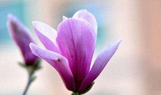 紫色玉兰花可以吃吗 紫色玉兰花能不能吃