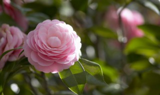 茶花品种 茶花品种有哪些