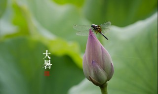 大暑吃什么食物好 适合大暑吃的食物