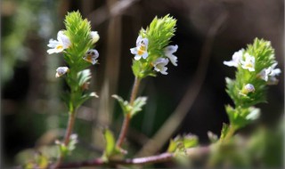 小米草种植方法 小米草怎么种植