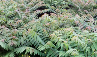 香椿苗的种植方法 香椿苗的种植方法是什么