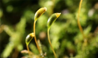 樱花种子怎么破壳发芽 樱花种子如何发芽