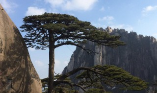 迎客松为什么会成为黄山的象征 黄山迎客松介绍