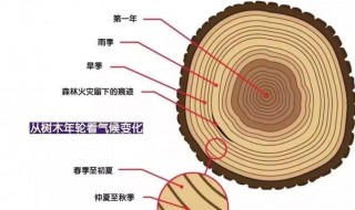 树的年龄 树的年龄是什么