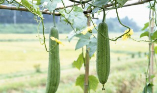 夏天种丝瓜成活率高不 丝瓜介绍