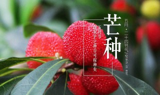 芒种时间要干什么 芒种时节有哪些农活