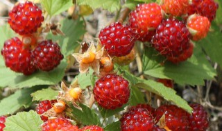 野草莓有哪几种 野草莓品种介绍