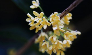 桂花露制作方法 桂花露做法