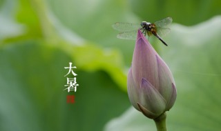 大暑怎么吃祛湿气 大暑节气吃什么去湿气