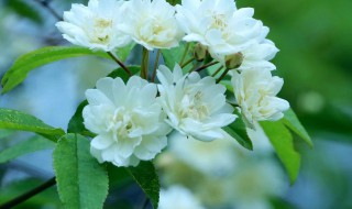 木香花的盆栽养护方法 木香花养护教程