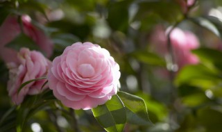 什么花的花语是遗憾 花语是遗憾的花