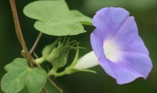 牵牛花什么季节开花 牵牛花开花的季节介绍