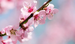 桃花开在什么季节 桃花有哪些习性