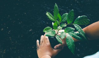 植株是什么意思 什么是植株