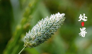 处暑节气简介 处暑节气介绍