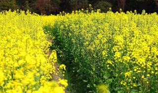 油菜花什么意思 油菜花简介