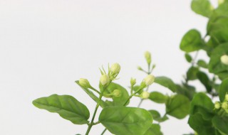 茉莉花可以放卧室吗 茉莉花能放在室内吗