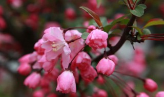 花无百日红人无千日好下一句是什么 花无百日红人无千日好出处介绍