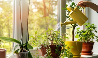 种什么植物驱蚊 家里种些什么植物能驱蚊虫？