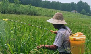 丁草胺在水稻田使用方法 丁草胺在水稻田使用方法是什么