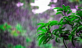 清明时节雨纷纷是什么季节 清明时节雨纷纷是哪个季节