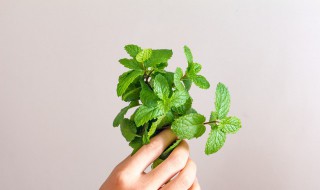 薄荷草储存方法 薄荷草如何储存