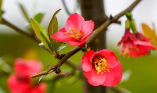 百花盛开是什么意思 百花盛开的意思