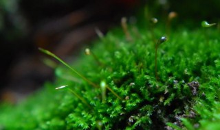 苔花如米小也学牡丹开的意思是啥 苔花如米小也学牡丹开的含义