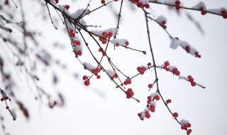 小雪是什么意思 什么是小雪