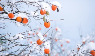 赞美冬天雪景的诗句写出出处和意思 赞美冬天雪景的诗句有哪些