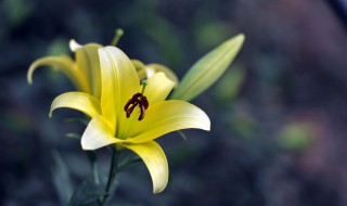 百合的花语是什么语 百合的花语简单介绍