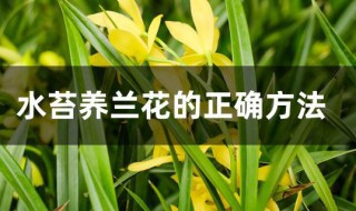 水苔养兰花的正确方法 水苔养兰花怎么养