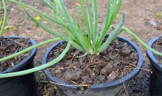 红葱头种植时间和方法 红葱头如何种植