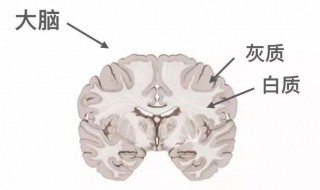 大脑皮层是灰质还是白质 大脑皮层是灰质吗