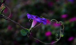 夕颜花的花语和寓意是什么 夕颜花的花语和寓意