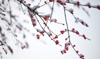 小雪节气的农事活动 小雪农事活动有哪些