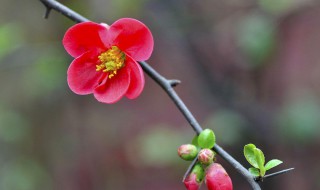 木本海棠花的养殖方法 如何养海棠花