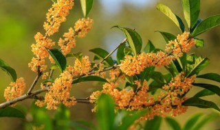 桂花种植方法盆栽 桂花盆栽种植方法