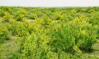 柠条种植需要注意什么 柠条种植要注意什么