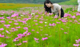 4月的花海哪里更美 4月的花海哪种更美