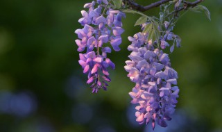 紫藤花可以盆栽吗 紫藤花盆栽可以吗