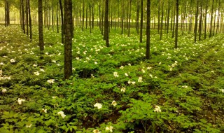 林下种植什么最简单 林下种植哪些最简单