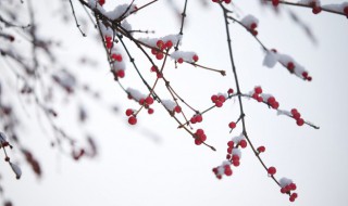 小雪下雨有什么谚语 有关小雪下雨的谚语