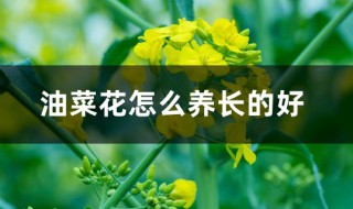 油菜花怎么养 怎么养油菜花