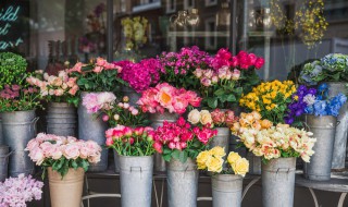 昙花的花语是什么意思 昙花的花语的意思