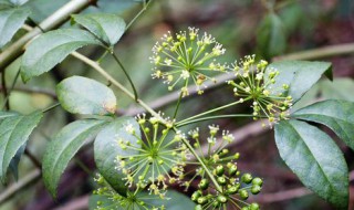 米兰花语是什么意思 米兰花语介绍