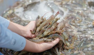 鲜虾怎么做好吃 鲜虾怎么做比较好吃