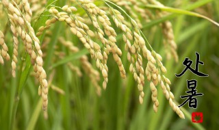 处暑节气有什么饮食讲究 处暑节气饮食讲究有哪些